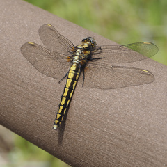 Orthetrum japonicum