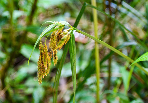 Carex lapazensis