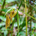 Carex lapazensis - Photo (c) David Torres, algunos derechos reservados (CC BY-NC), subido por David Torres