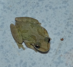 Scinax x-signatus