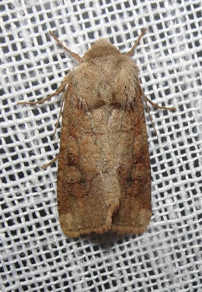 Crocigrapha