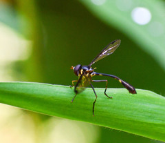 Salpingogaster