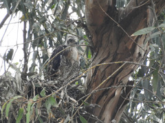 Buteo jamaicensis