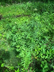 Tanacetum vulgare