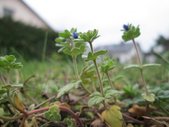 Veronica triphyllos
