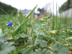 Veronica triphyllos