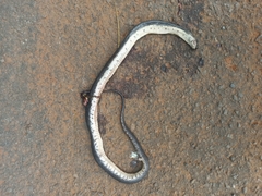 Homalopsis buccata