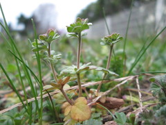 Veronica triphyllos
