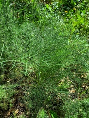 Seseli tortuosum