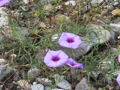 Ipomoea ternifolia