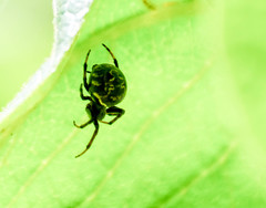 Araneus granadensis