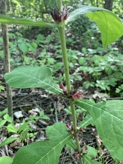 Triosteum perfoliatum