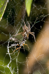 Glabridorsum stokesii