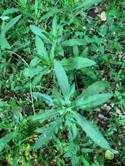 Cirsium arvense