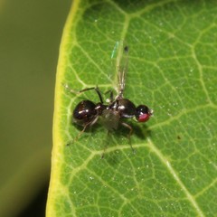 Parapalaeosepsis plebeia