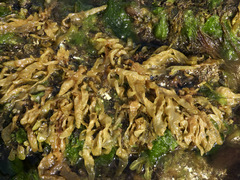 Dactylosiphon bullosus