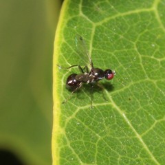 Parapalaeosepsis plebeia