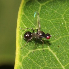 Parapalaeosepsis plebeia