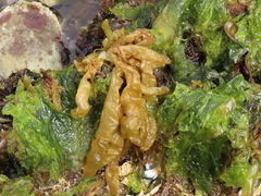 Dactylosiphon bullosus