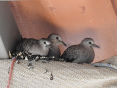 Columbina inca