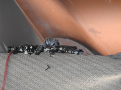 Columbina inca