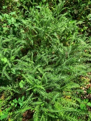 Achillea millefolium