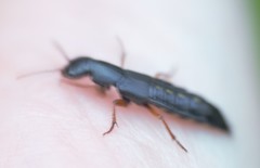 Dinothenarus badipes