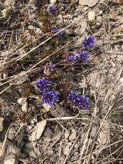 Veronica utahensis