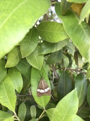 Nyctemera baulus