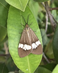 Nyctemera baulus