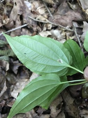 Croomia pauciflora
