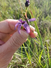 Sisyrinchium hitchcockii