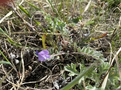 Gueldenstaedtia verna