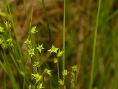 Carex atlantica