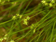 Carex atlantica