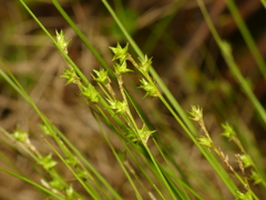 Carex atlantica