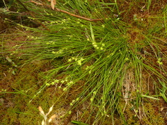 Carex atlantica