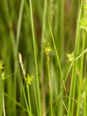 Carex atlantica