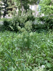 Dactylis glomerata