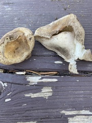 Sarcosphaera coronaria