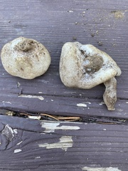 Sarcosphaera coronaria