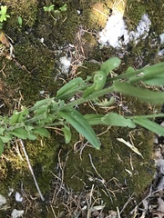 Arabis georgiana