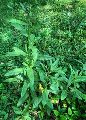 Cirsium arvense