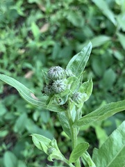 Cirsium arvense