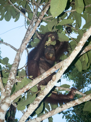 Pongo pygmaeus morio