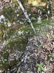 Arabis georgiana