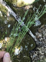 Arabis georgiana