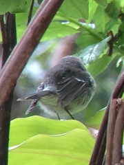 Chasiempis sclateri