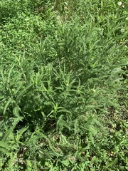 Achillea millefolium