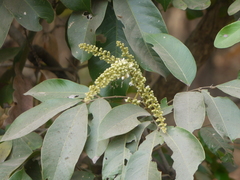 Lepisanthes tetraphylla